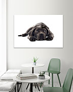 Obraz Čierny psík 1598